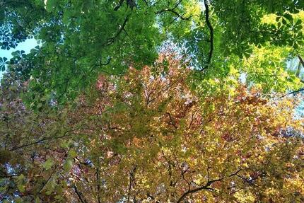 Garagen / Stellplätze Bonn Beuel-Mitte - 80&euro; | Angebot:20489355