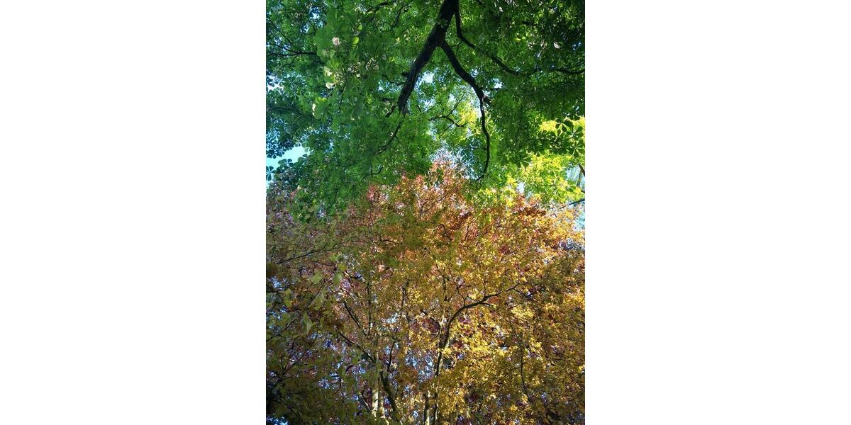 Garagen / Stellplätze Bonn Beuel-Mitte - 80&euro; | Angebot:20489355