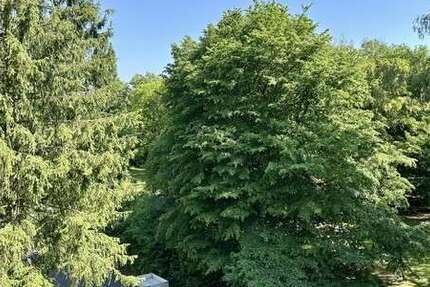 Wohnung Bonn / Poppelsdorf Poppelsdorf - 1 Zimmer, 33 m&sup2;, 550&euro; | Angebot:27092589