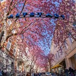Bonner Altstadt im Wandel - Ein Beispiel historischer Transformation