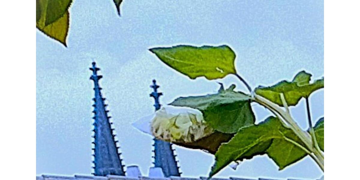 Terrassenwohnung Köln Innenstadt - 10 Zimmer, 240 m&sup2;, 1.560.000&euro; | Angebot:24130399