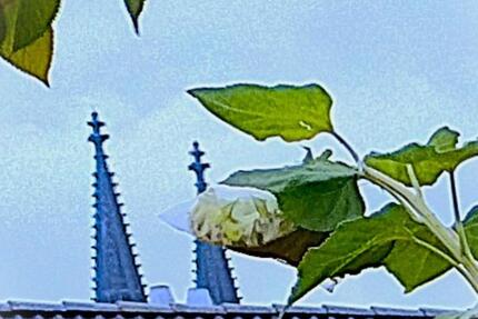 Wohnung Köln Innenstadt - 10 Zimmer, 240 m&sup2;, 1.560.000&euro; | Angebot:24130399