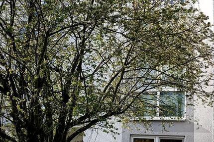 Wohnung Bonn Auerberg - 1 Zimmer, 33 m&sup2;, 500&euro; | Angebot:27613497