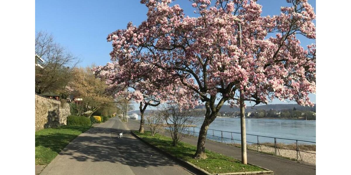 Etagenwohnung Remagen - 5 Zimmer, 130 m&sup2;, 1.560&euro; | Angebot:24558112