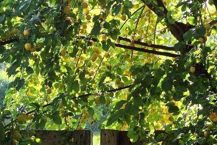 Kinder und Tiere willkommen! Großes Haus mit viel Platz und vielen Möglichkeiten! 6 zimmer