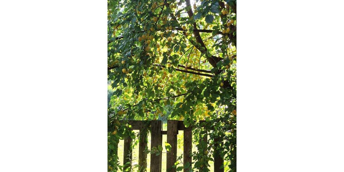 Kinder und Tiere willkommen! Großes Haus mit viel Platz und vielen Möglichkeiten! 6 zimmer