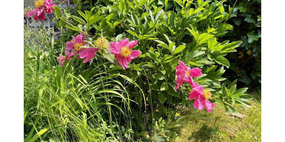 Reihenmittelhaus Köln Ossendorf - 4 Zimmer, 145 m&sup2;, 2.750&euro; | Angebot:24736531