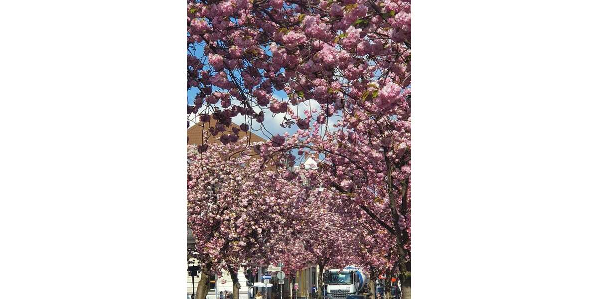 Haus zum Kaufen in Bonn 1.950.000 € 250 m² 5 zimmer