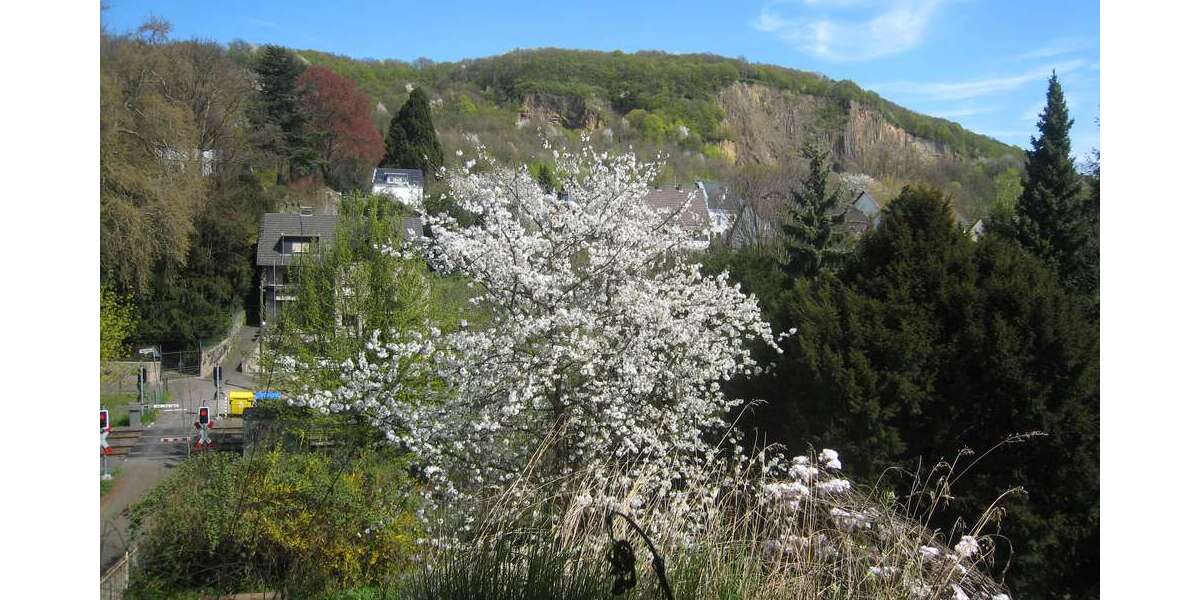 Etagenwohnung Bonn-Oberkassel Oberkassel - 1 Zimmer, 26 m&sup2;, 500&euro; | Angebot:25927457