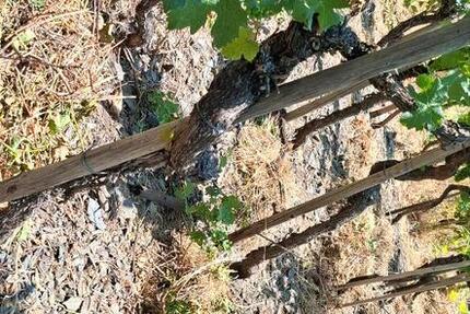 Weinberg Terrassenlage in Ahrweiler zimmer