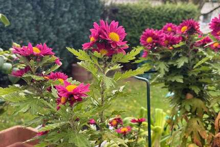 Wohnung zum Kaufen in Meckenheim 174.000 € 58 m² 3 zimmer