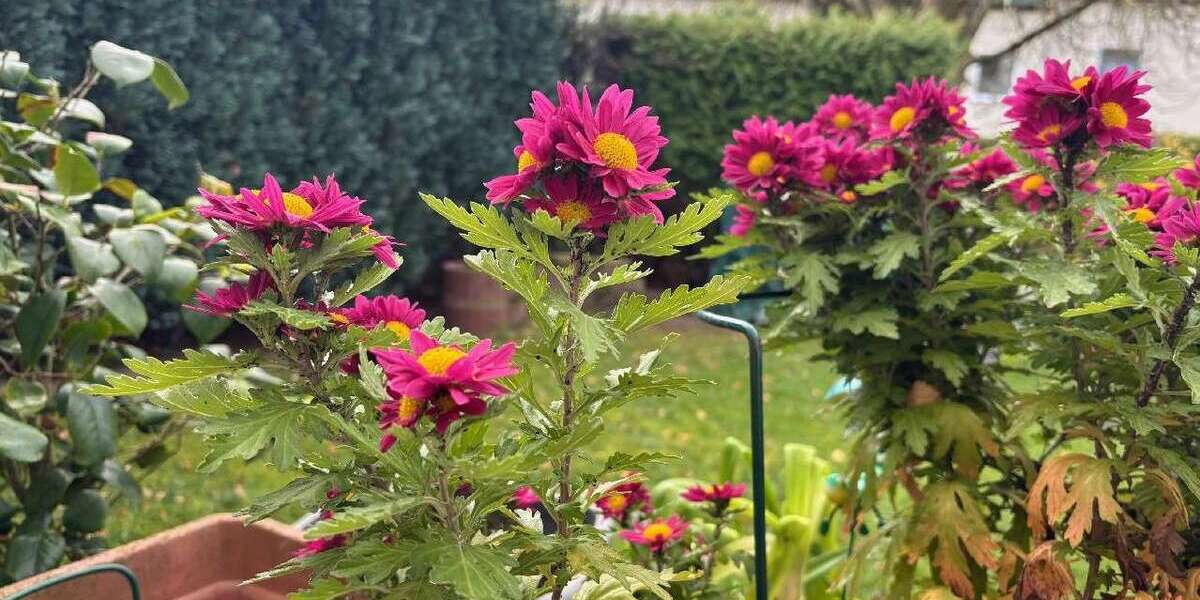 Wohnung zum Kaufen in Meckenheim 174.000 € 58 m² 3 zimmer