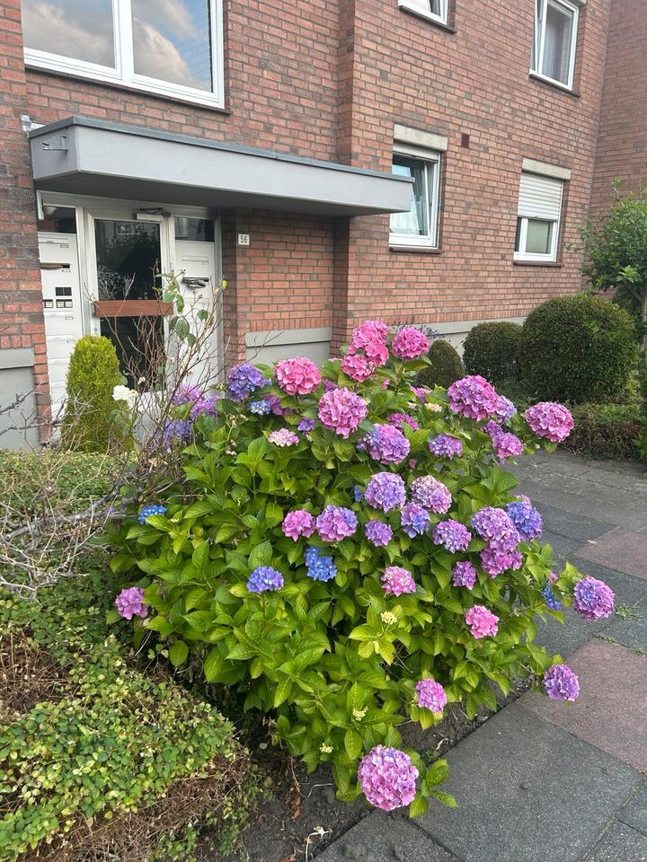 2 Zimmer ETW in Brühl - Privatverkauf Provisionsfrei